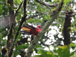 Trogon de Whitehead