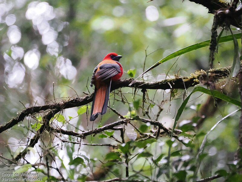 Whitehead's Trogon male adult