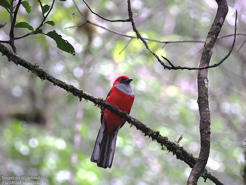 Whitehead's Trogon male adult