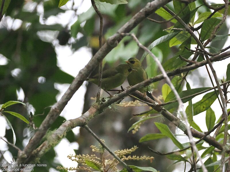 Mountain Blackeye