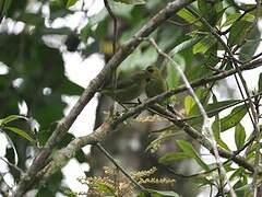 Mountain Blackeye