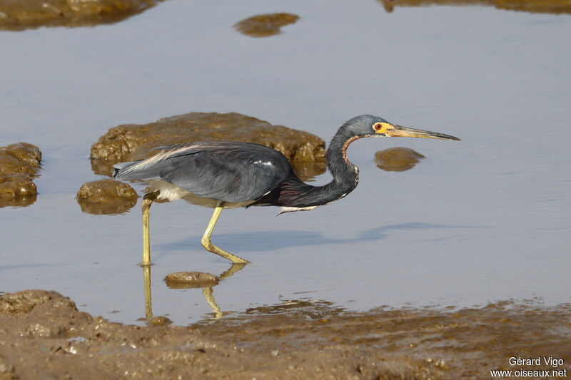 Tricolored Heronadult, fishing/hunting