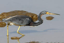 Tricolored Heron