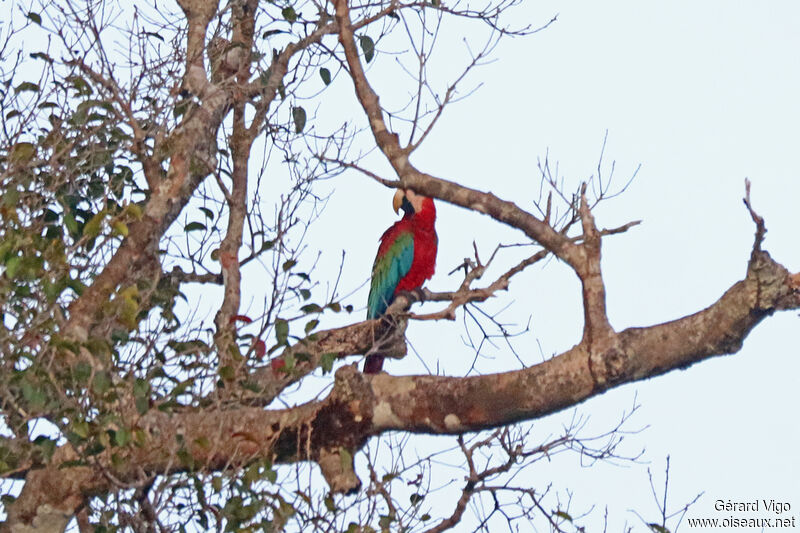 Red-and-green Macawadult