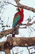 Red-and-green Macaw