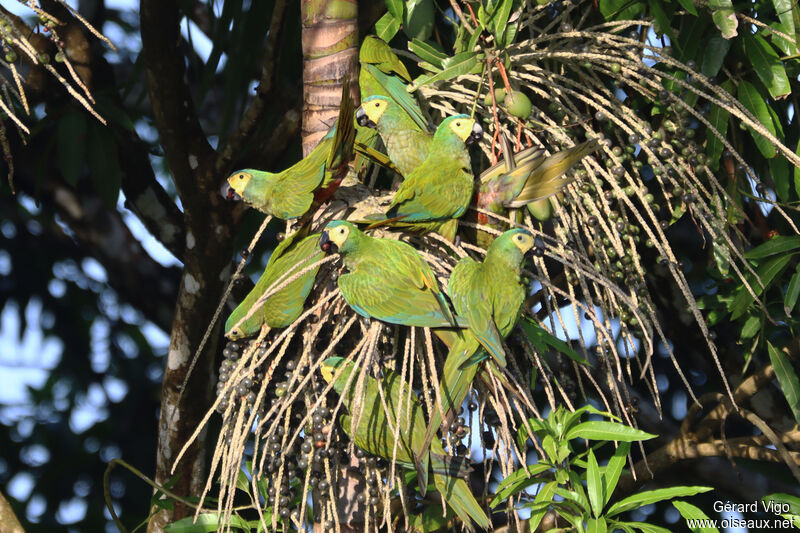 Red-bellied Macawadult, eats