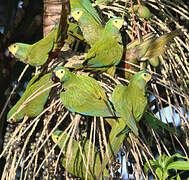 Red-bellied Macaw