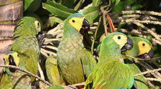 Red-bellied Macaw