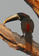 Black-necked Aracari