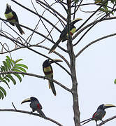 Black-necked Aracari