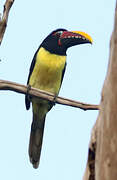 Green Aracari