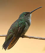 Plain-bellied Emerald