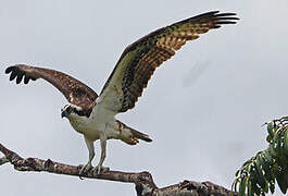 Osprey