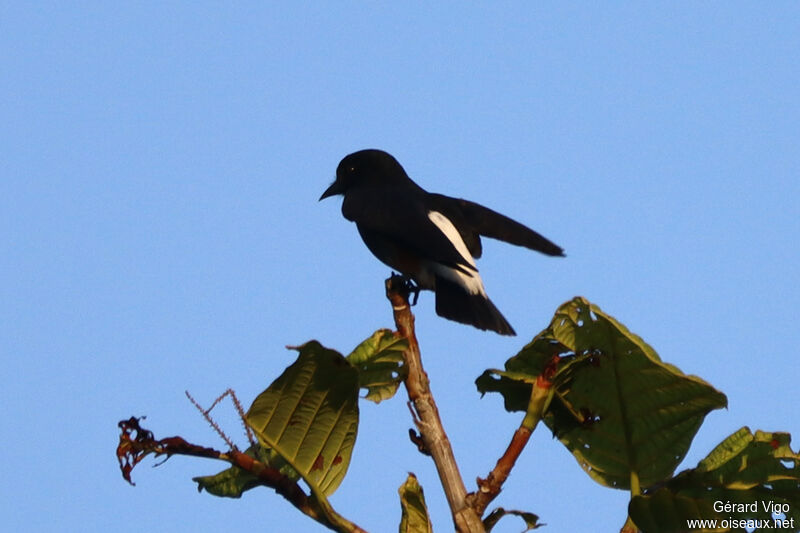 Swallow-winged Puffbirdadult