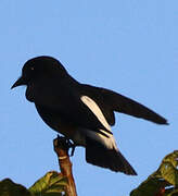 Swallow-winged Puffbird