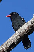 Black Nunbird