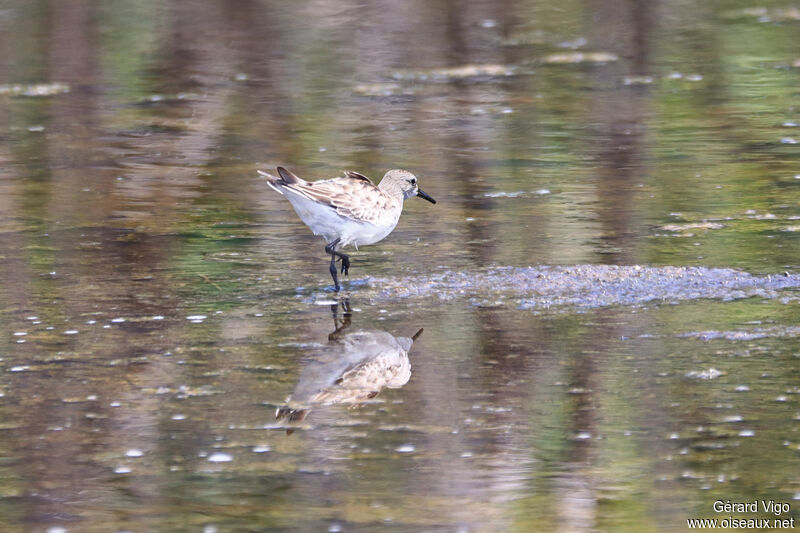 White-rumped Sandpiperadult