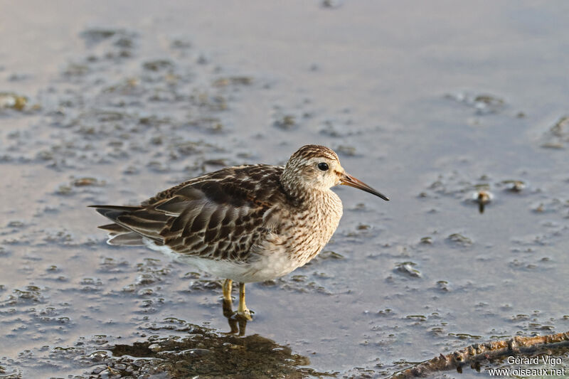 Semipalmated Sandpiperadult