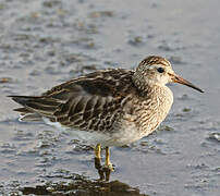 Semipalmated Sandpiper