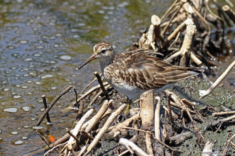 Pectoral Sandpiperadult