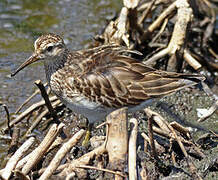 Pectoral Sandpiper