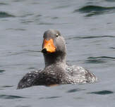 Brassemer de Patagonie