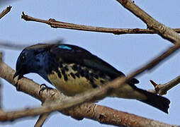 Turquoise Tanager