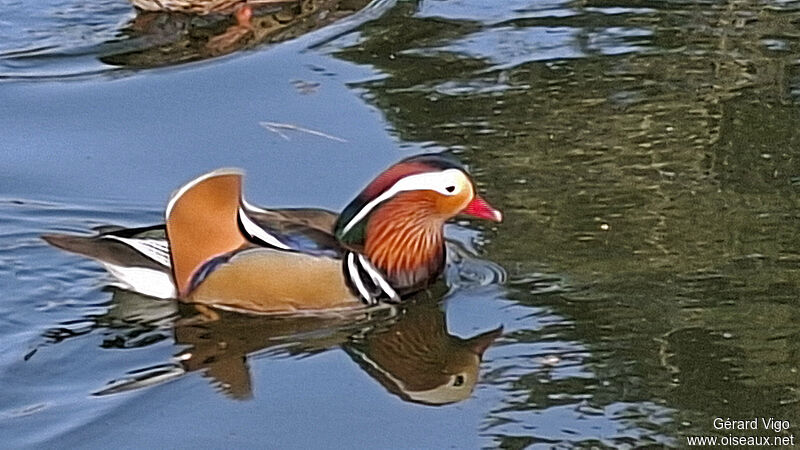 Canard mandarin mâle adulte