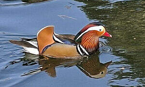 Mandarin Duck