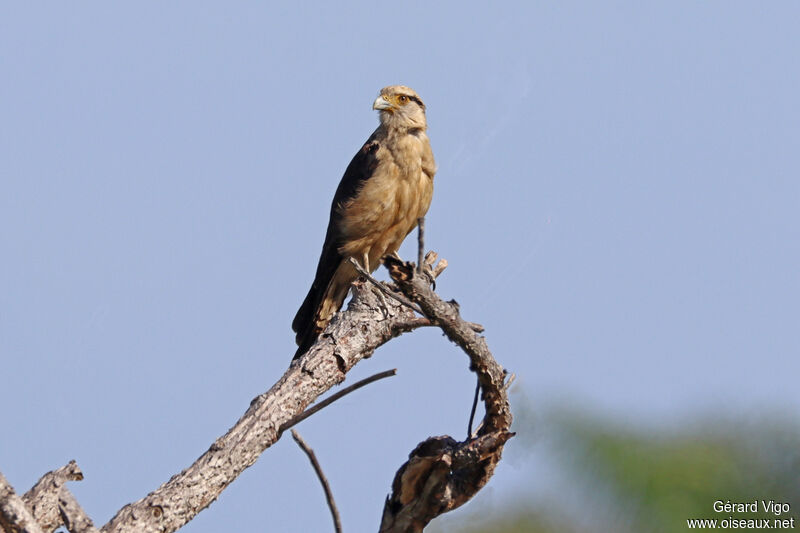 Yellow-headed Caracaraadult