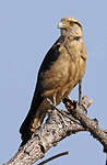 Caracara à tête jaune