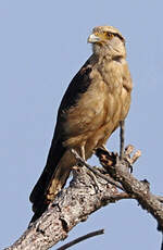 Caracara à tête jaune