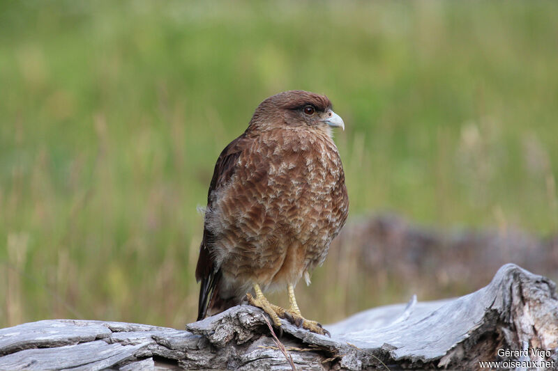 Caracara chimangoadulte