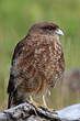 Caracara chimango