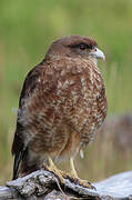 Chimango Caracara