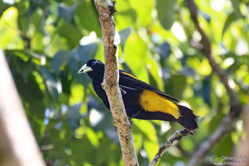 Yellow-rumped Caciqueadult