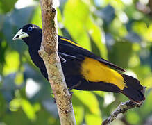 Yellow-rumped Cacique