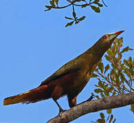 Green Oropendola