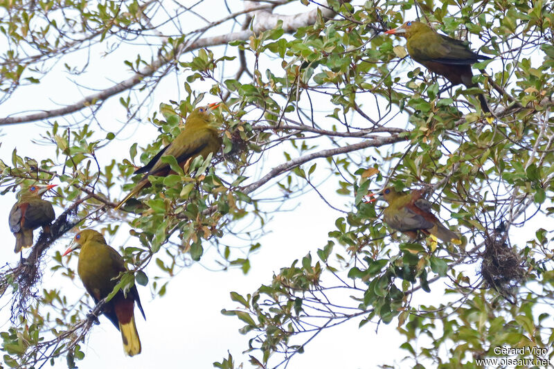 Green Oropendolaadult