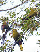 Green Oropendola