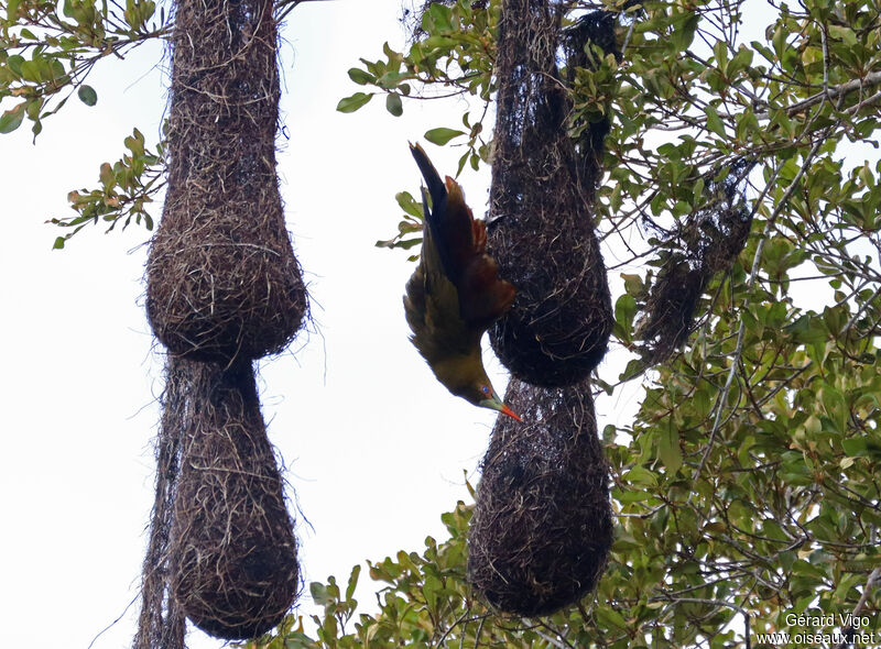 Green Oropendola