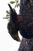 Green Oropendola