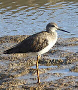 Greater Yellowlegs