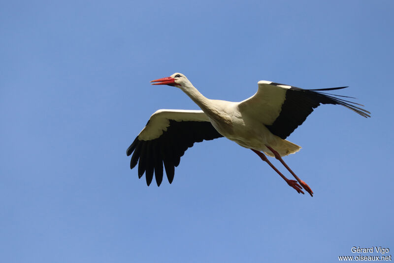 Cigogne blancheadulte, Vol