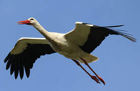 White Stork