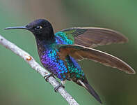 Colibri de Jardine