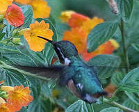 Colibri des Santa Marta