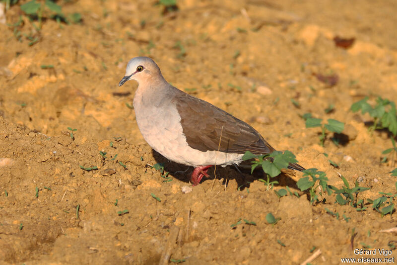 Colombe à front grisadulte