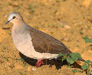 Colombe à front gris