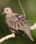 Common Ground Dove